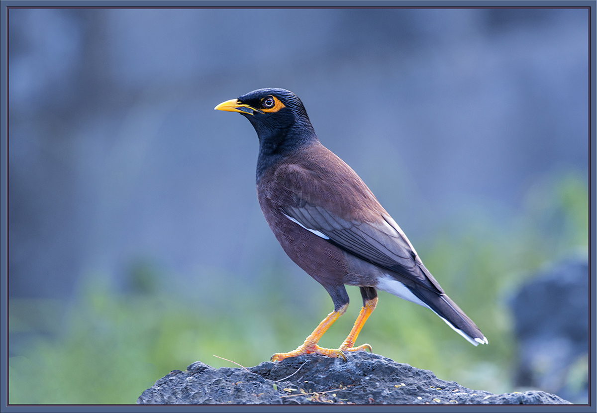 Myna