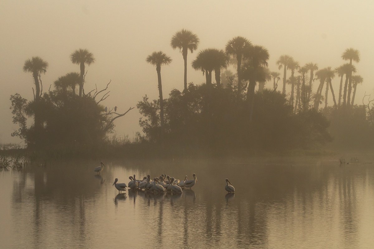 Pelicans in the mist