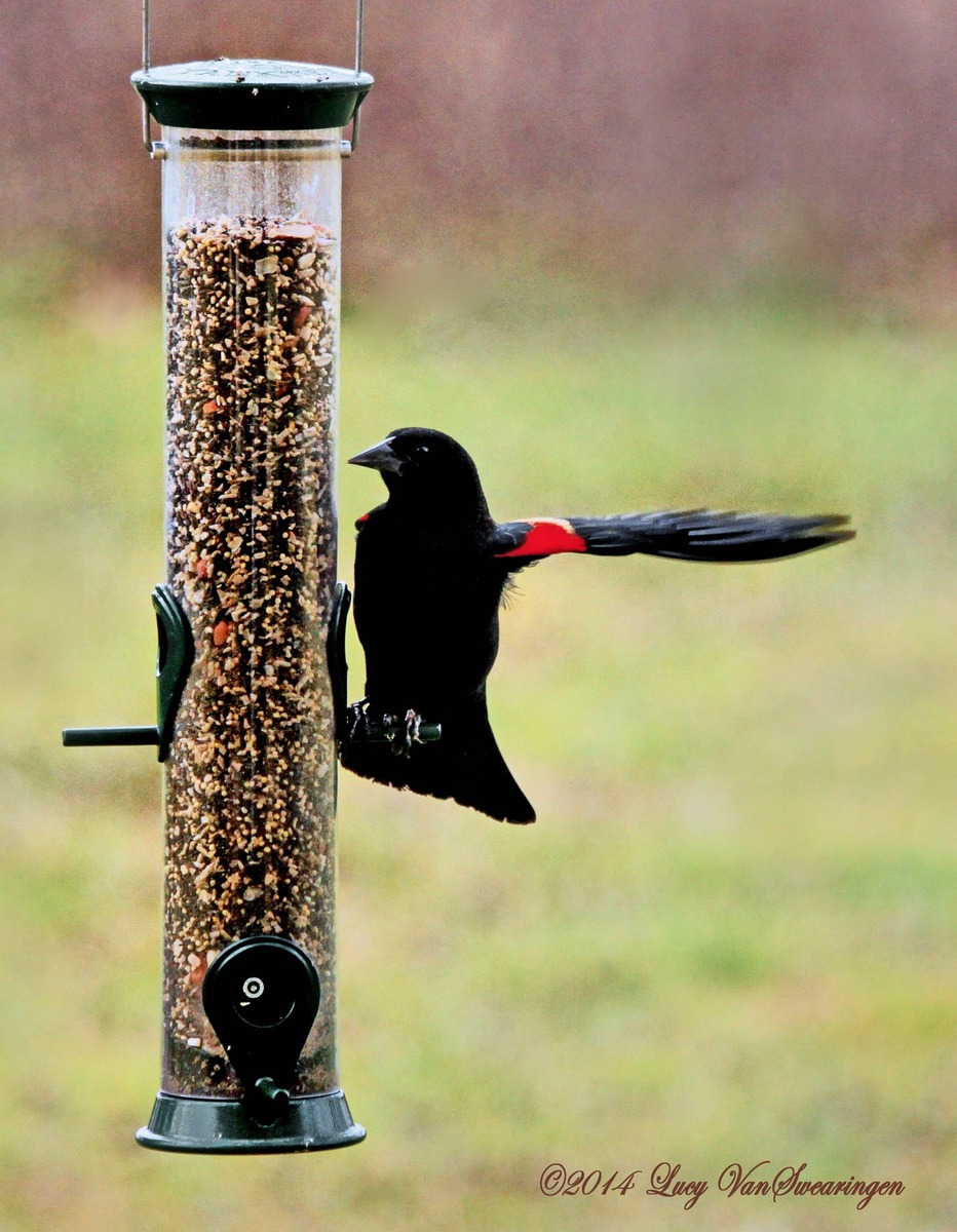 Redwing Salute