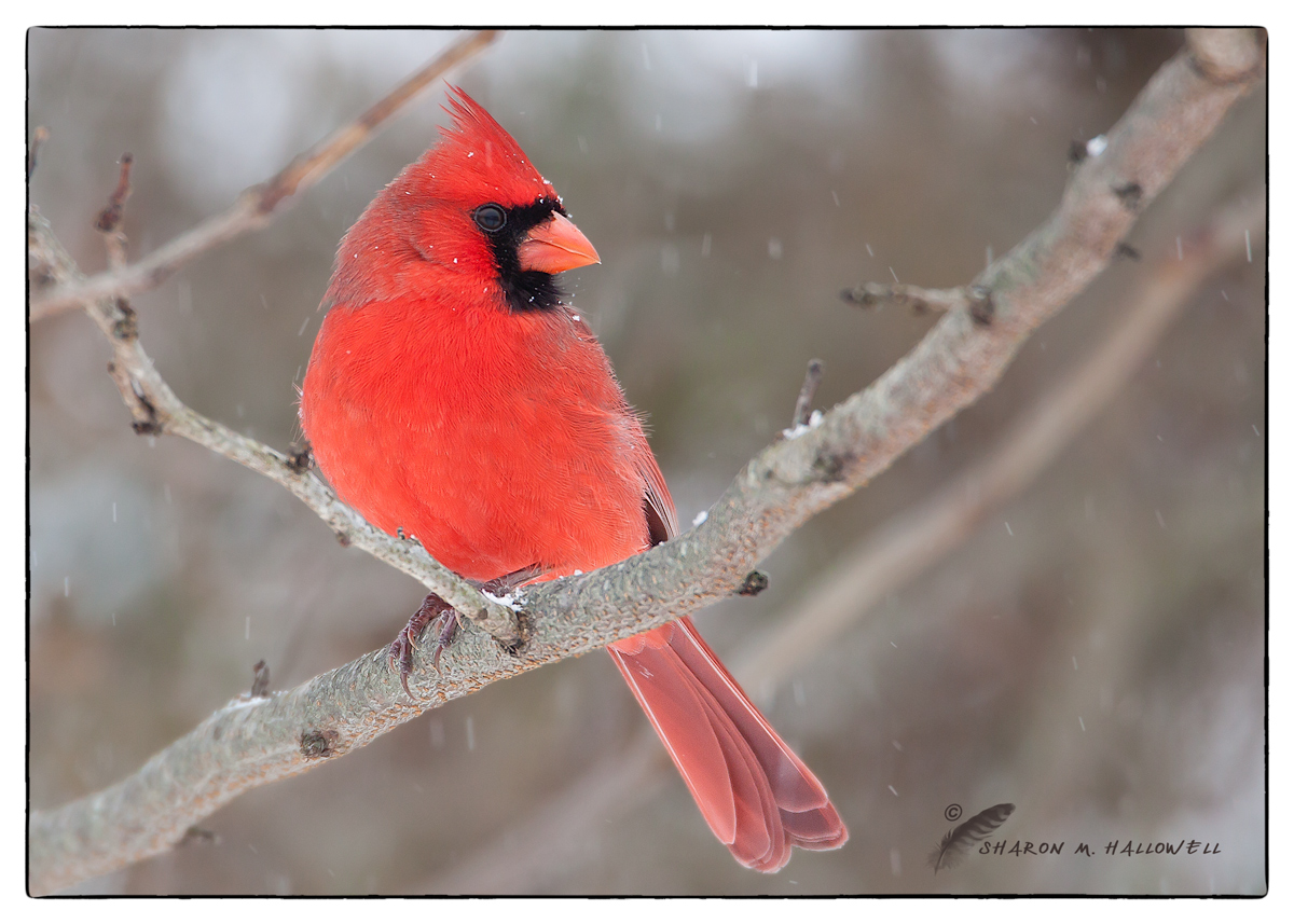 Northern Cardinal