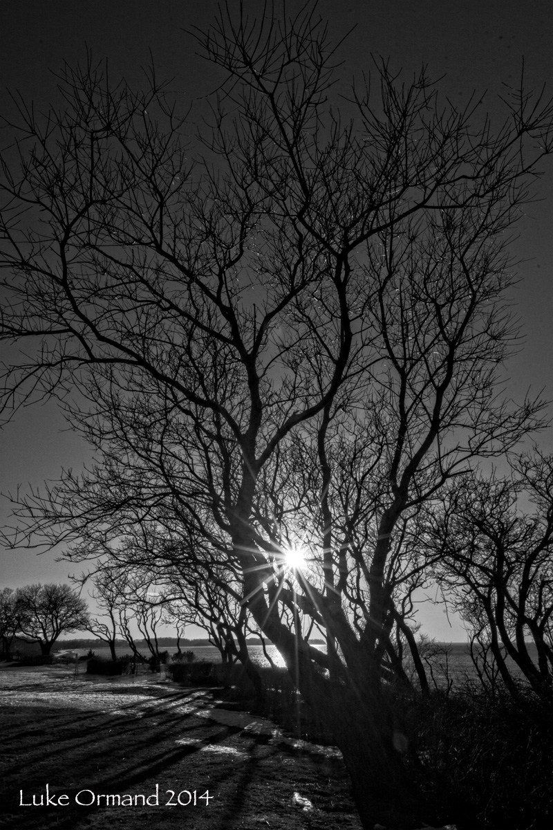 Through the trees