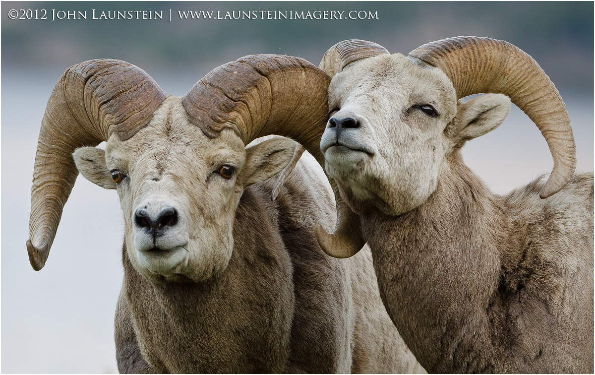 Bighorn Buds II