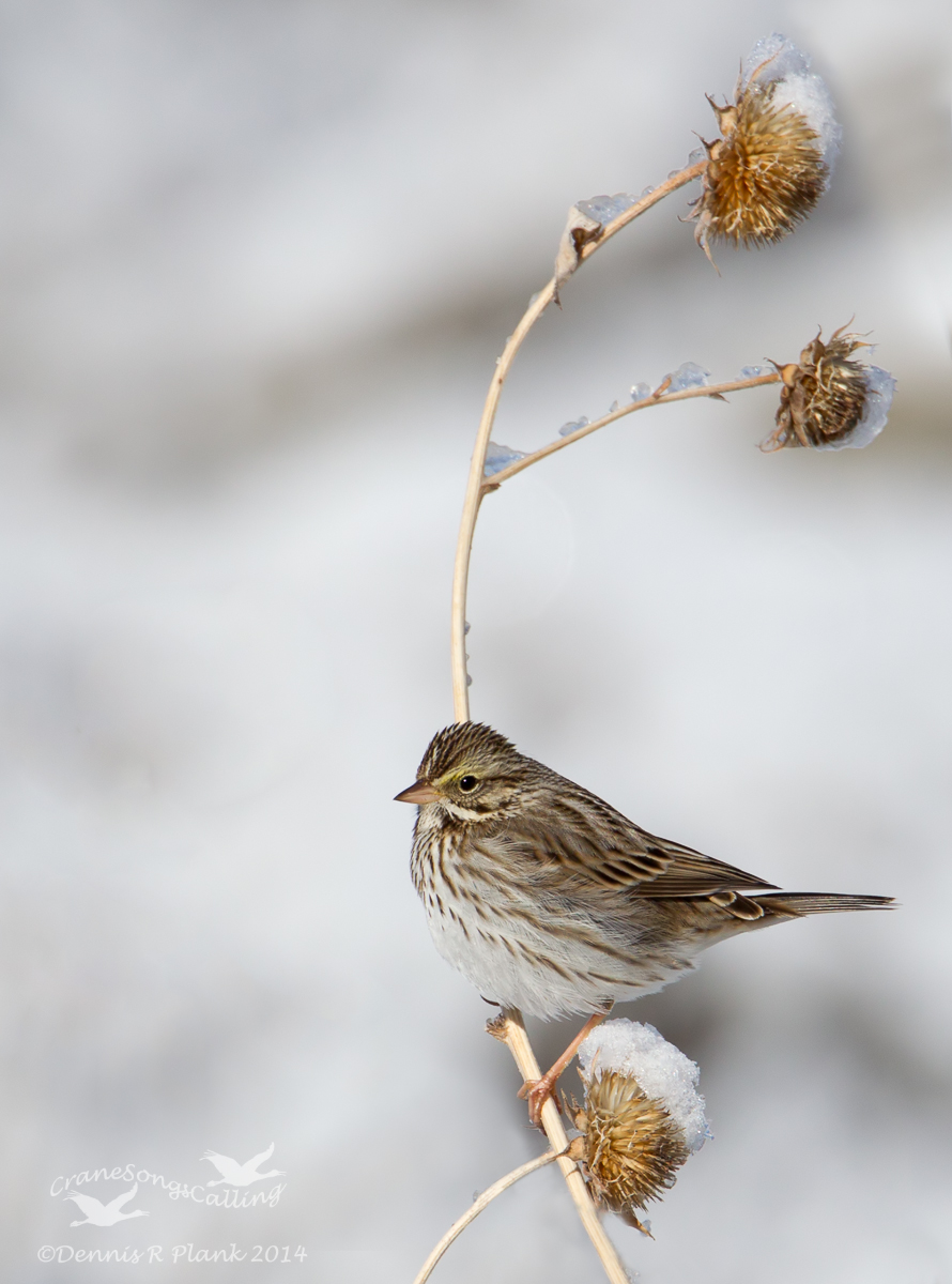 Savannah Sparrow