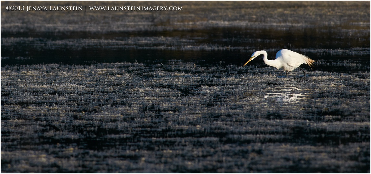 Hunting the Marsh