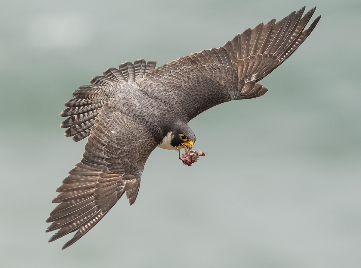 Peregrine with prey
