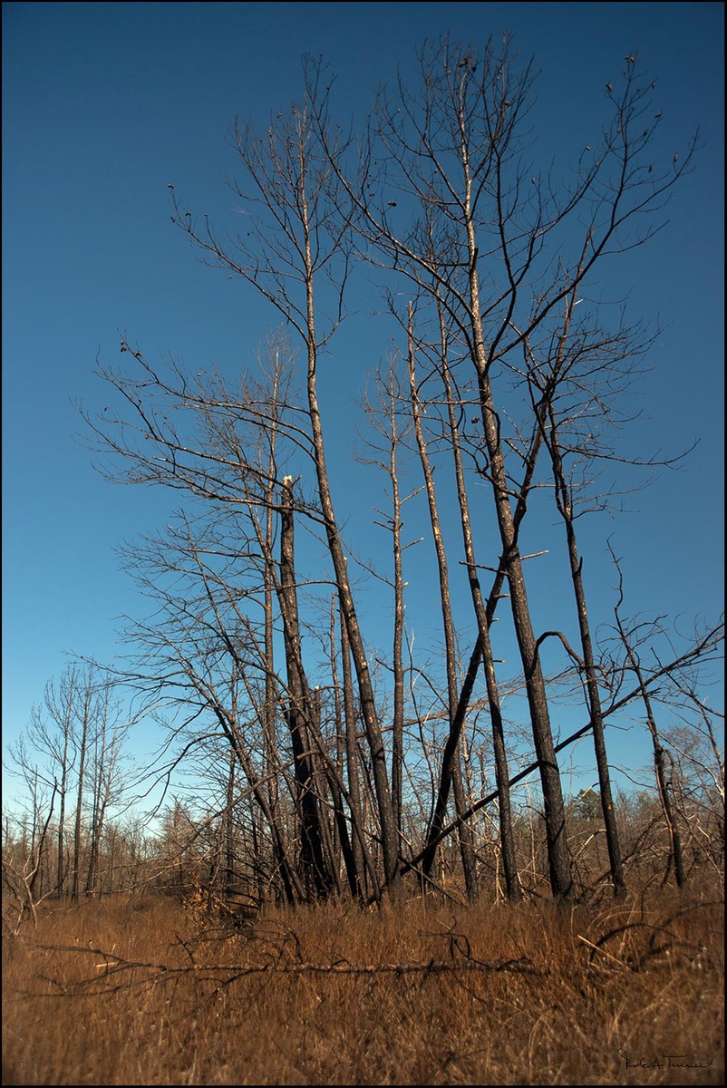 2011 Fires