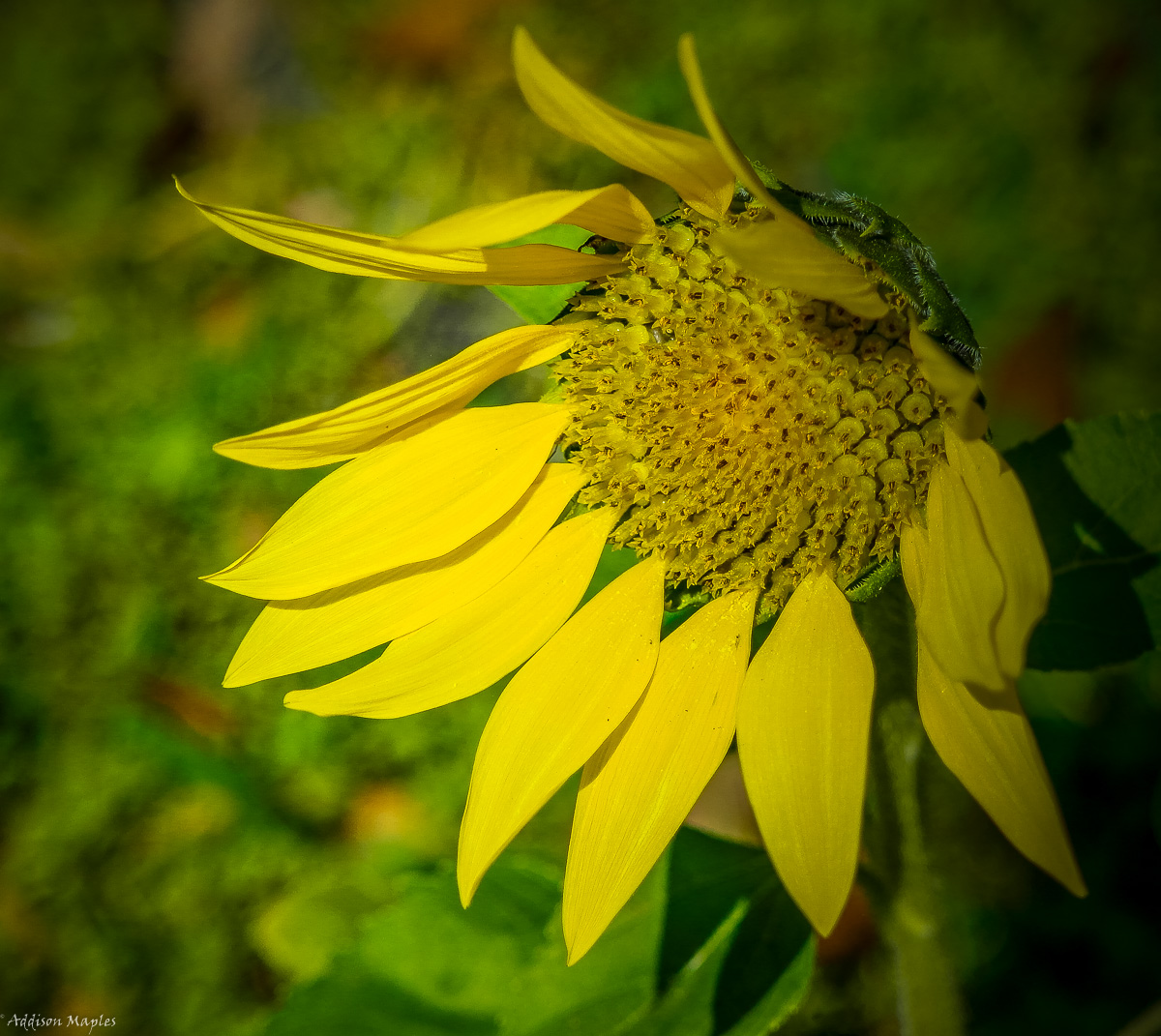 Lakeside Flower