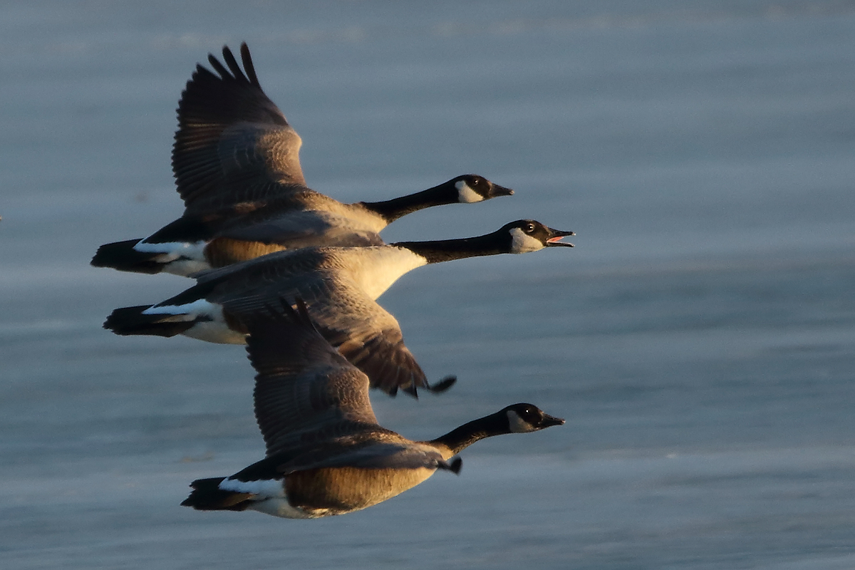 Sunset flight