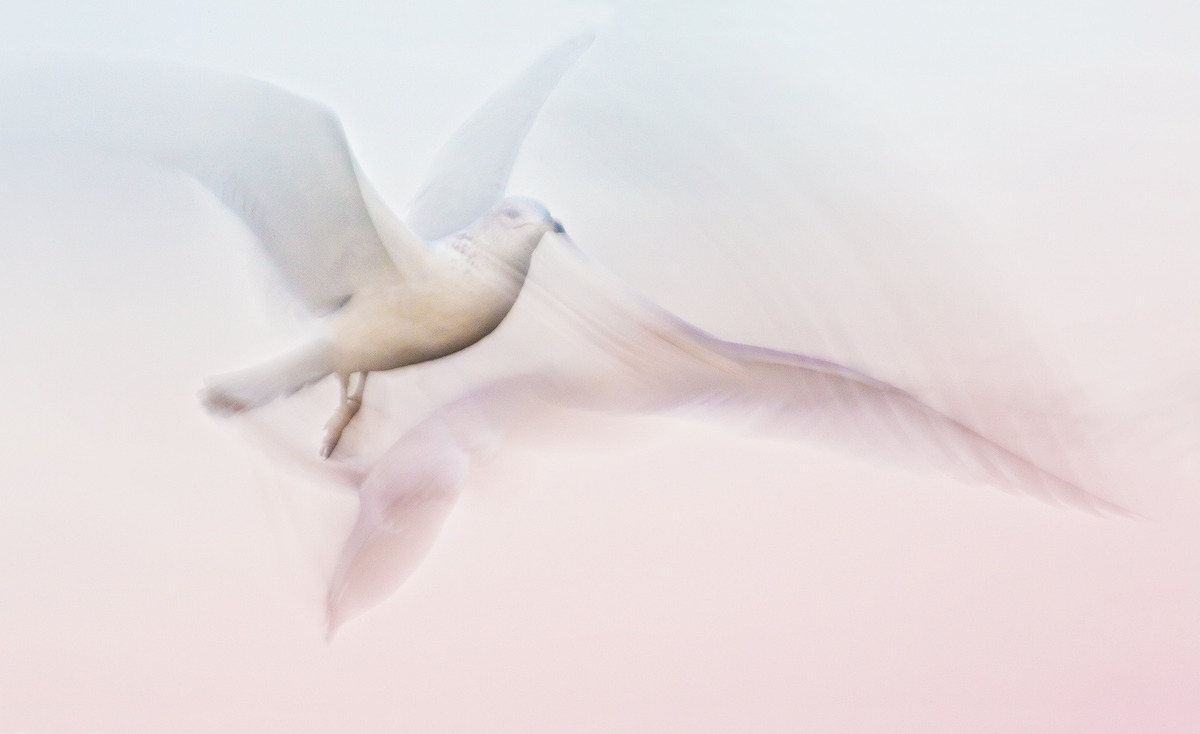Wings
