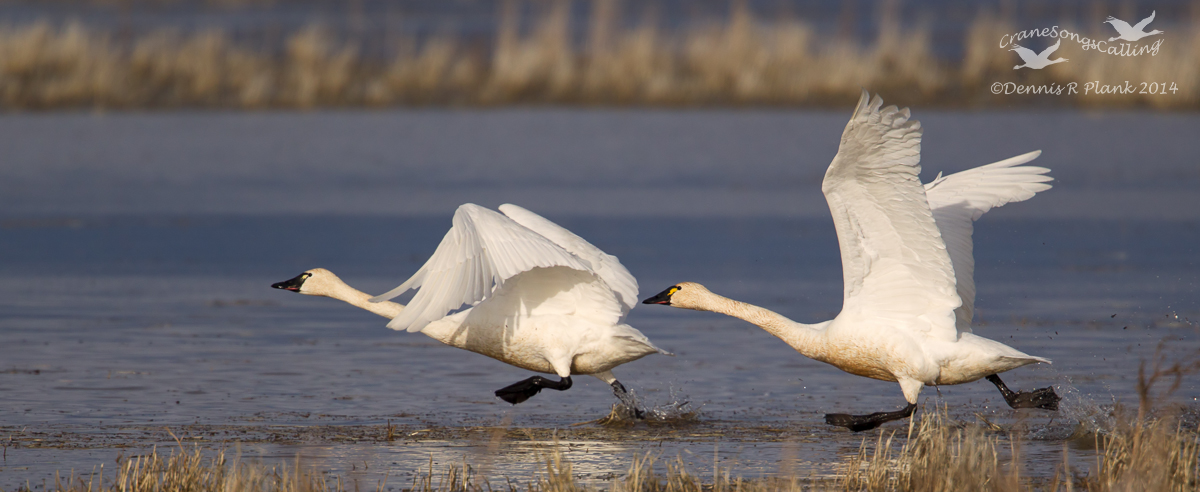 Tundra Swans