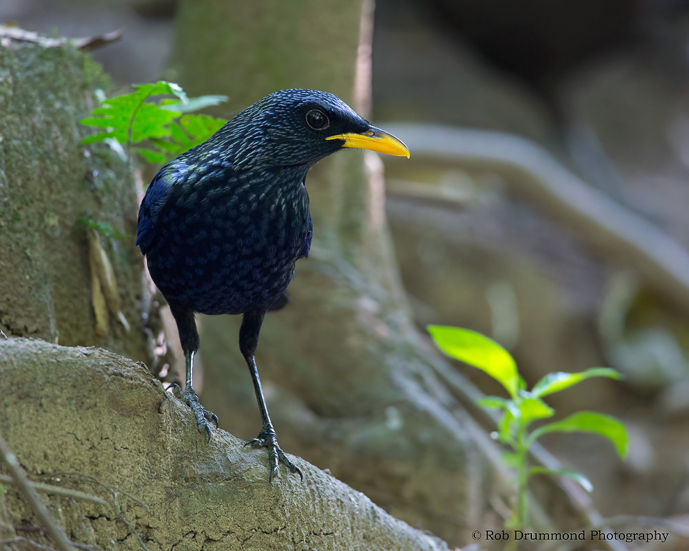 Blue Whistling Thrush