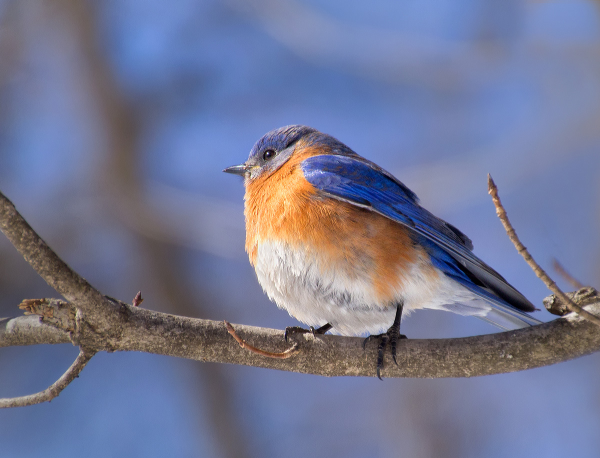 Blue on blue