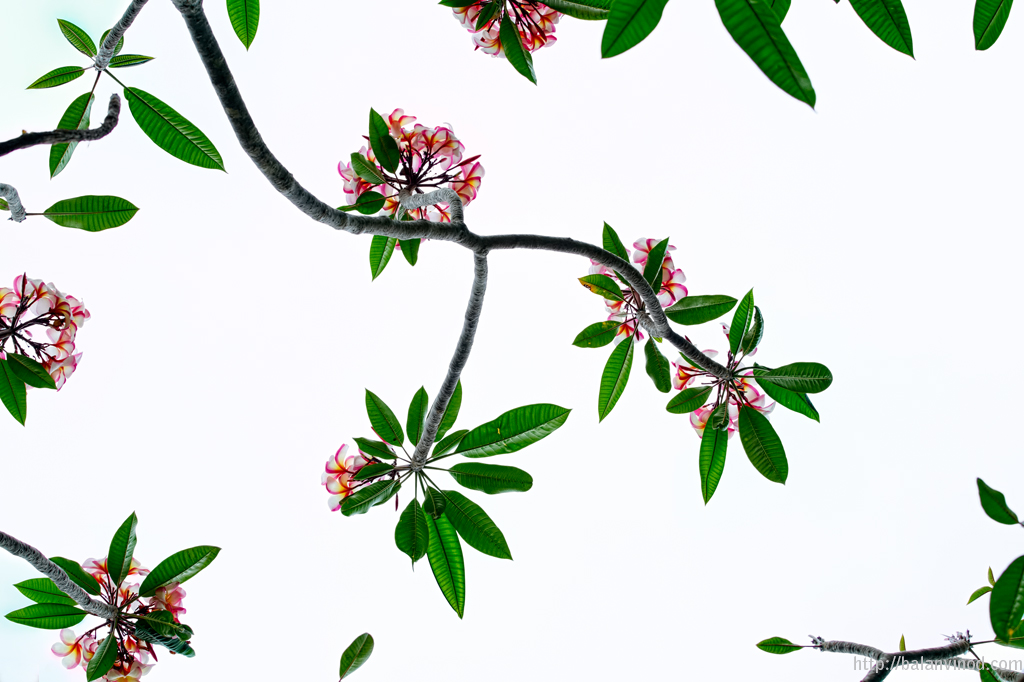 Floral Designs