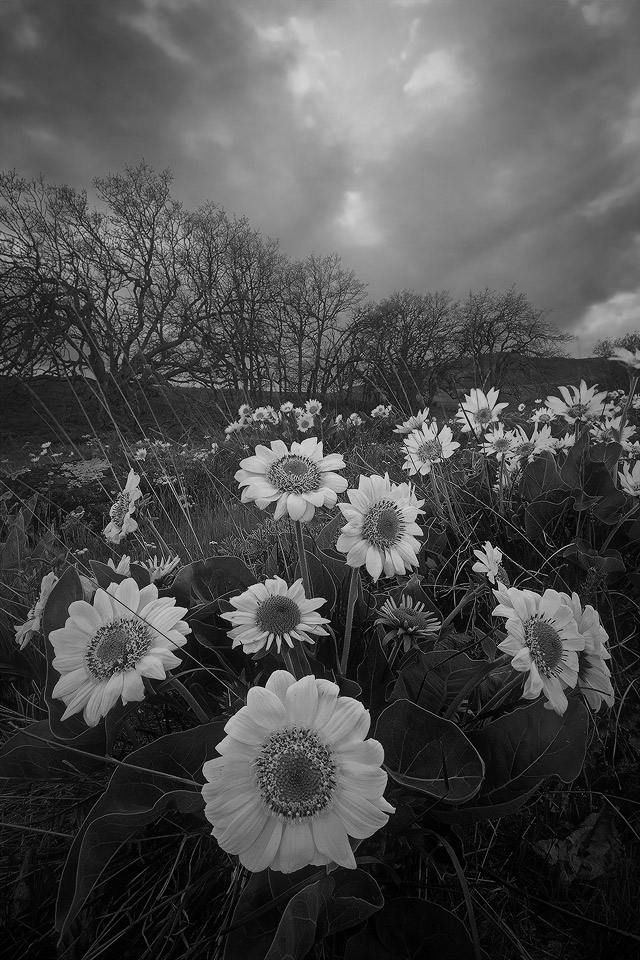 Spring Frenzy