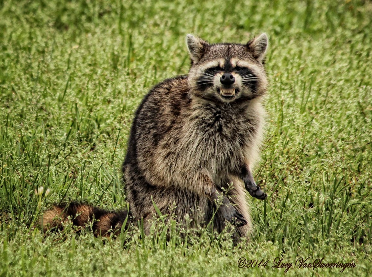 Very Scary Racoon
