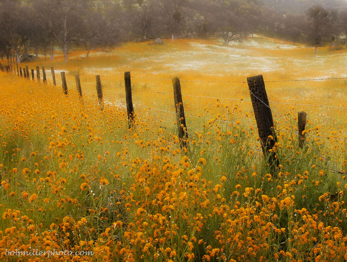 Dinuba Flowers
