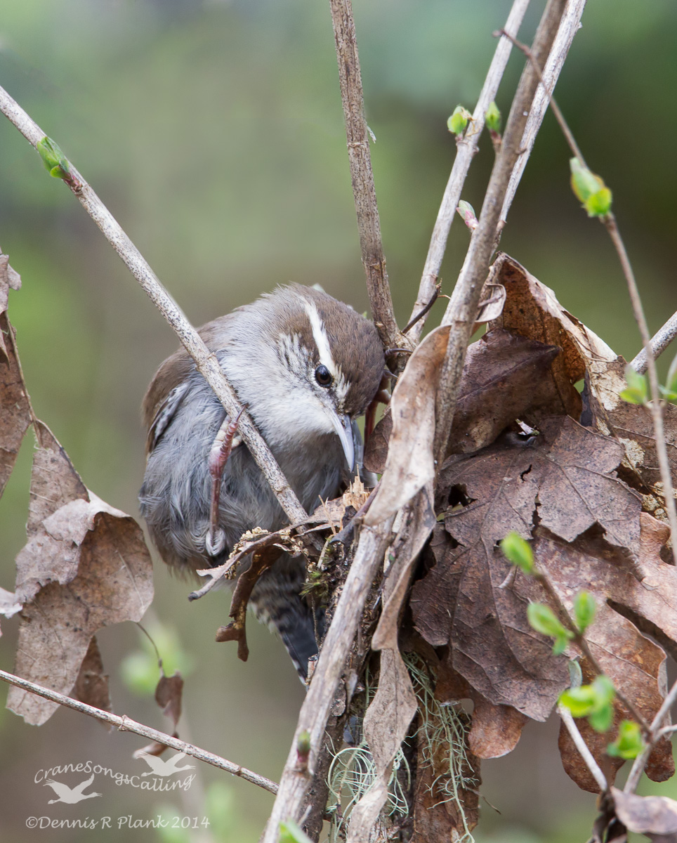 Bewick's Wren-Habitat