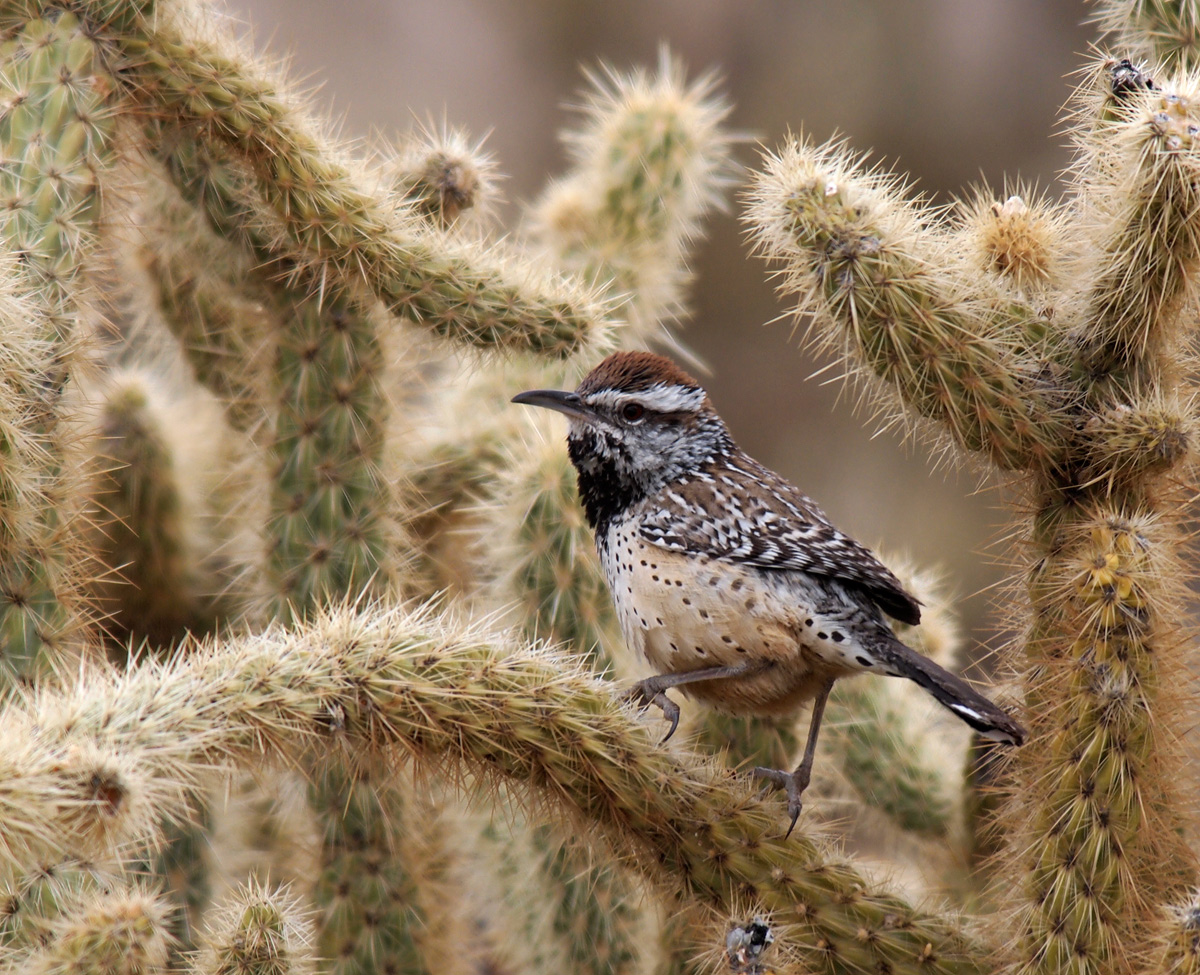 Cholla and Cactus Wren