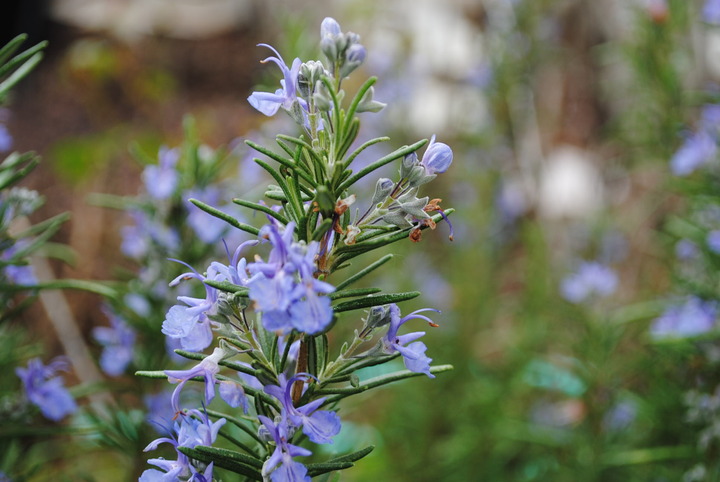 Blue flowers!