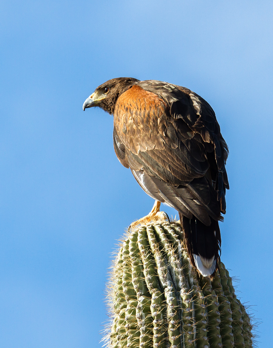 Harris Hawk