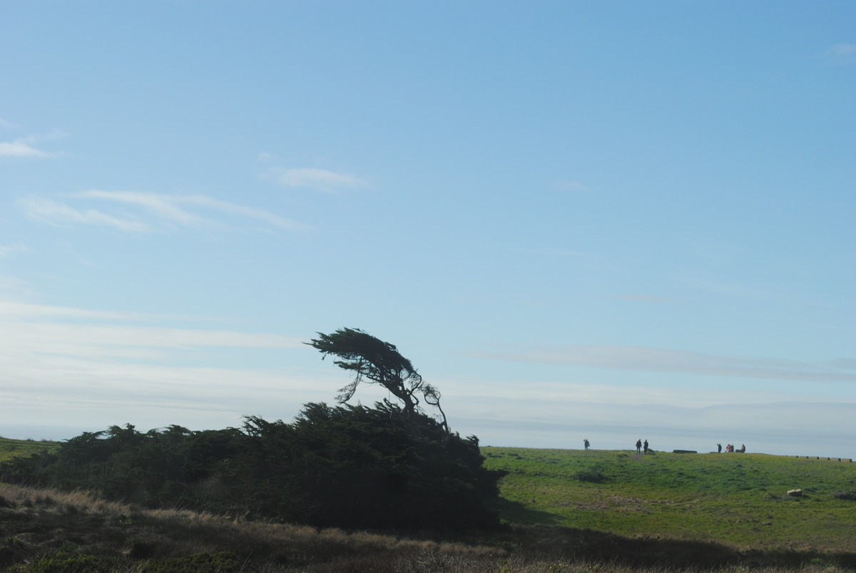 Lone Tree