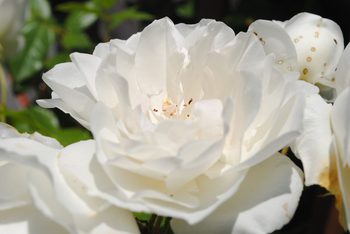 White Rose!