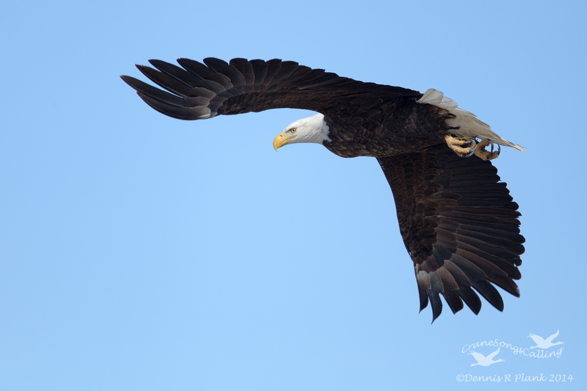 Bald Eagle