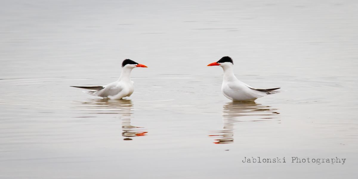 Caspians