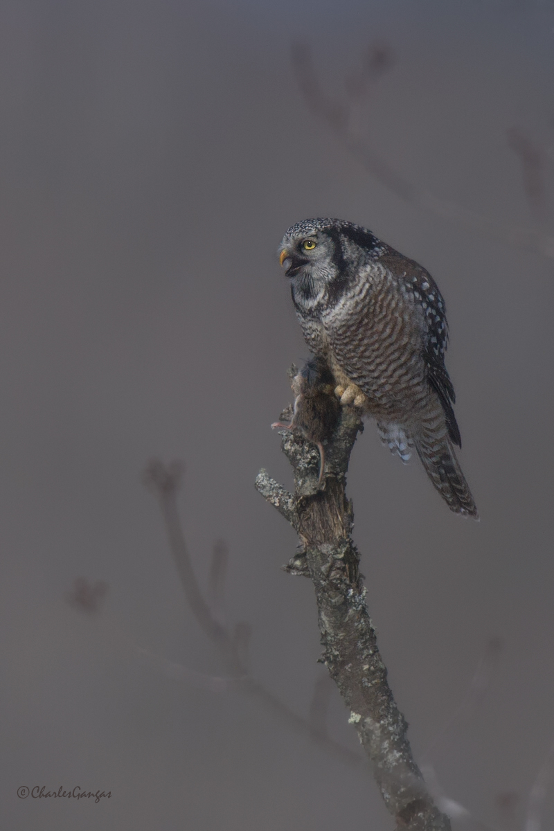 Hawk Owl & prey