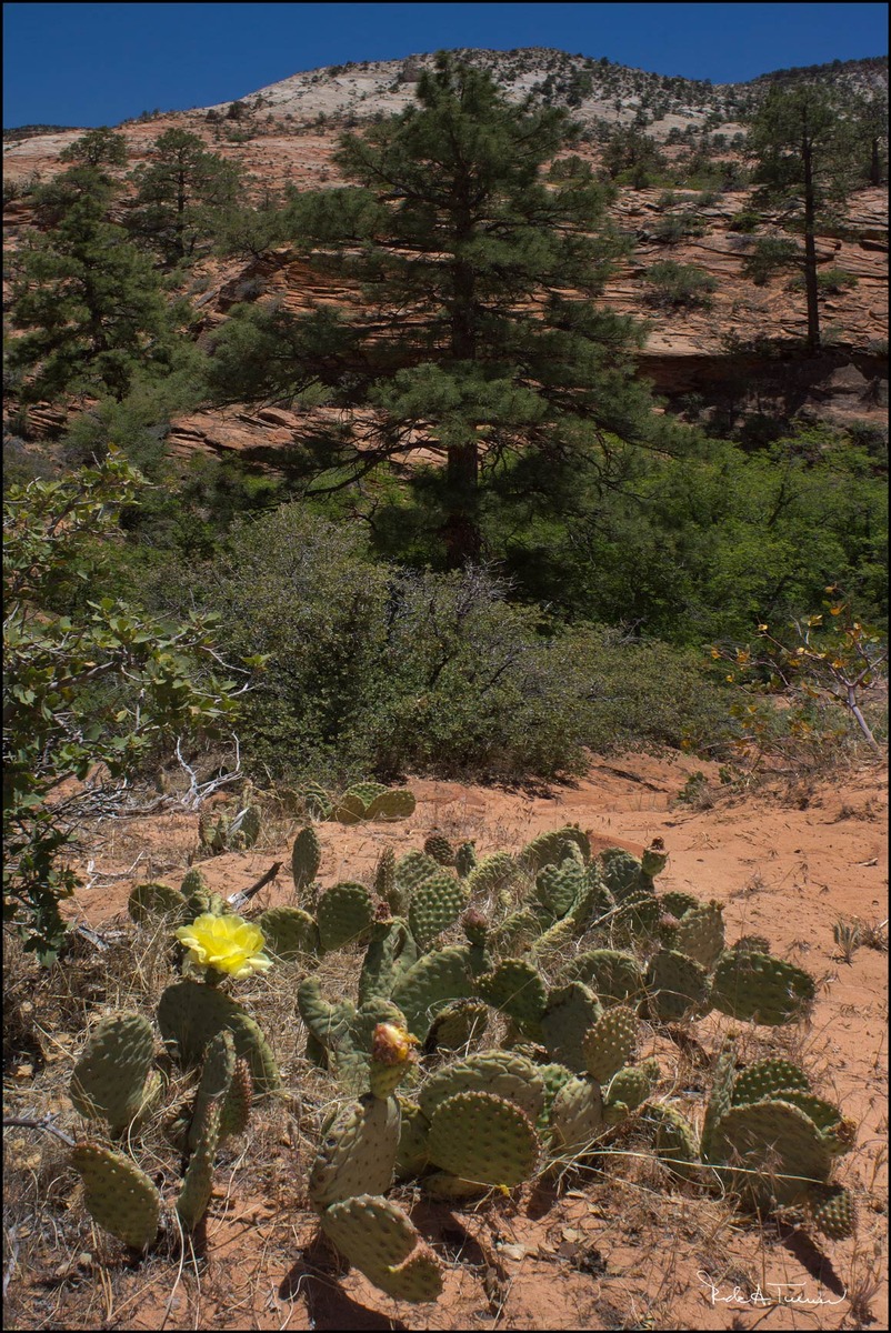 Zion 