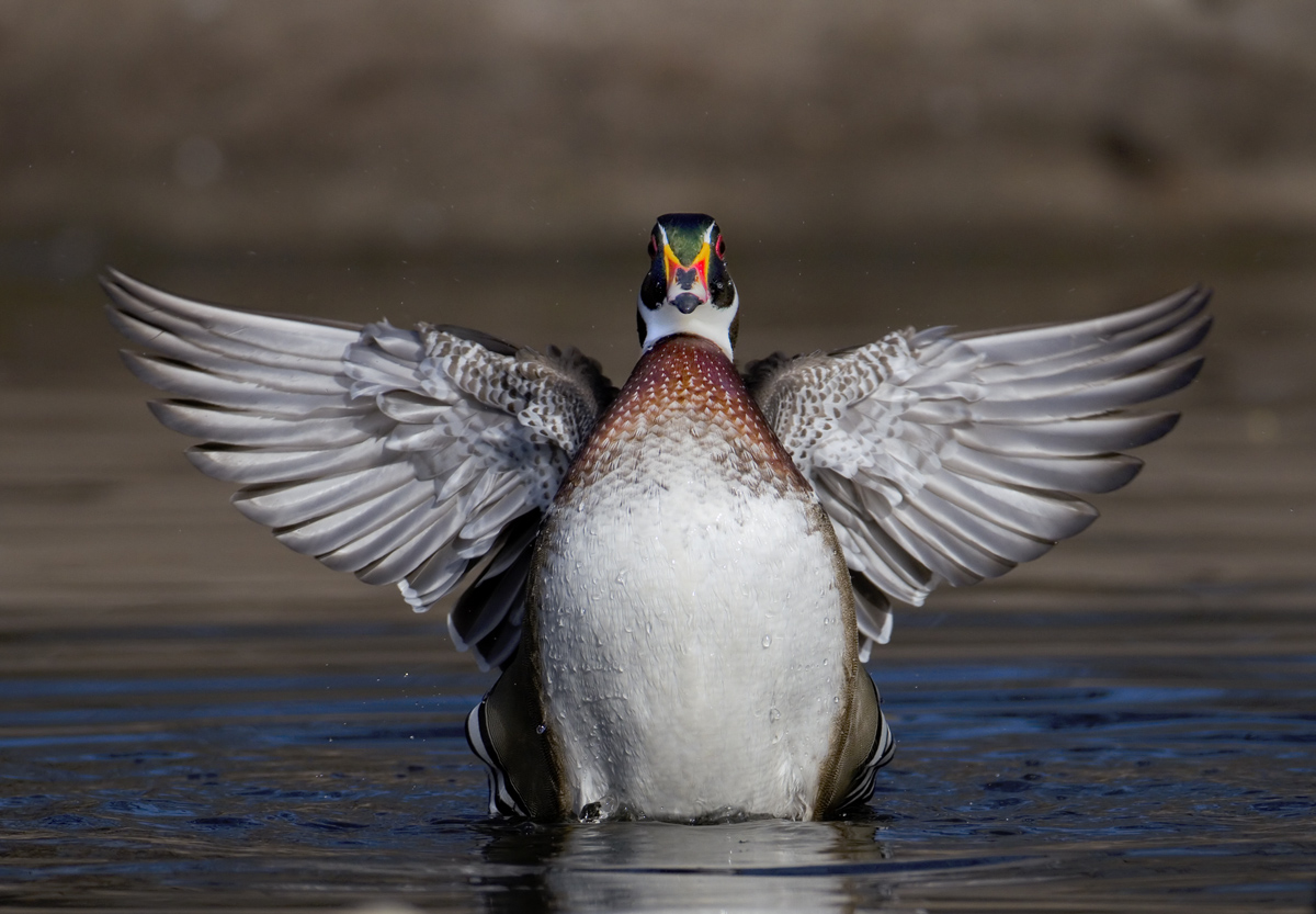 Woodie Wings