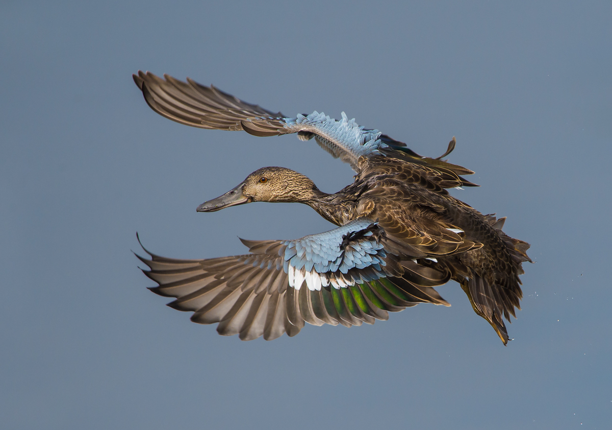 Mrs. Cinnamon Teal
