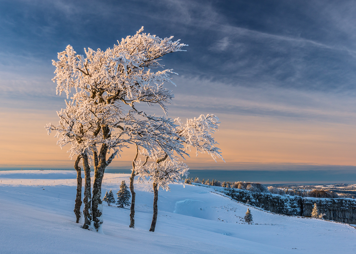 Beech trees