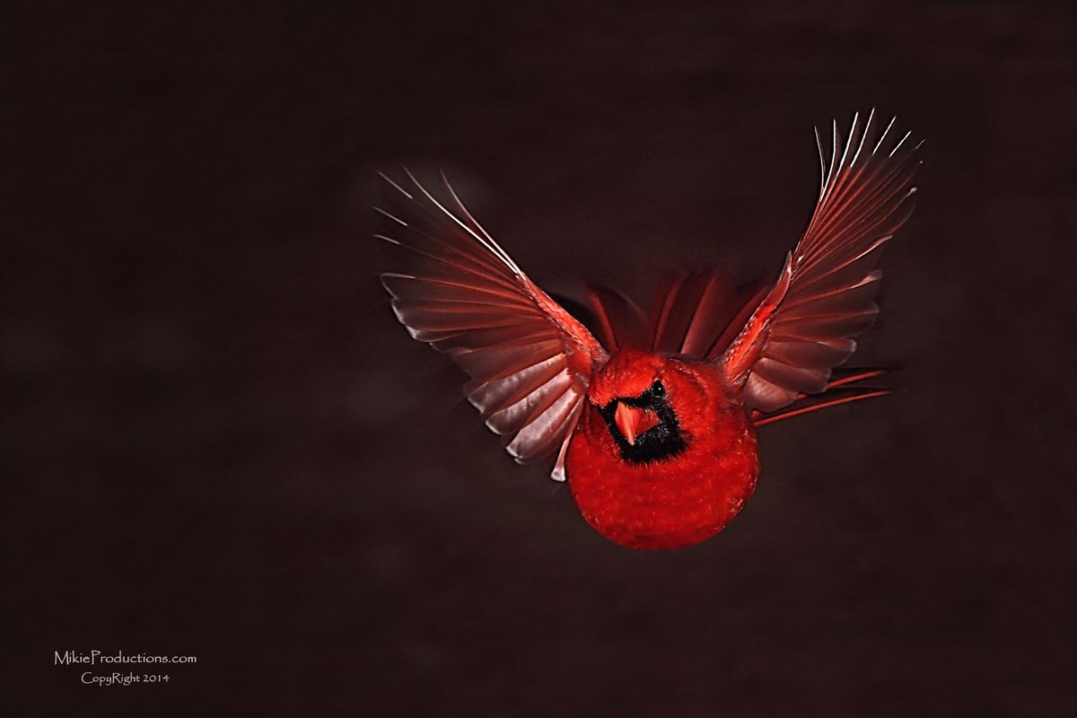 Flying Blind