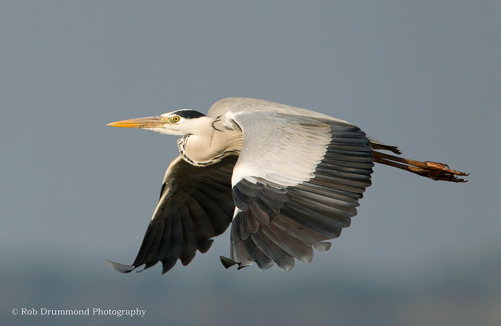Grey Heron