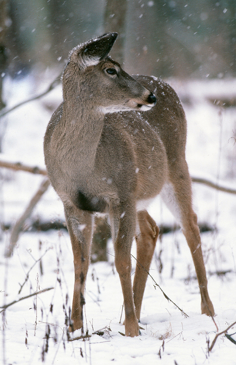 Doe in falling snow