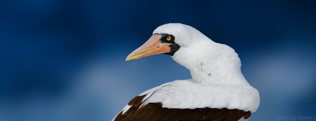 Nazca Booby + Repost