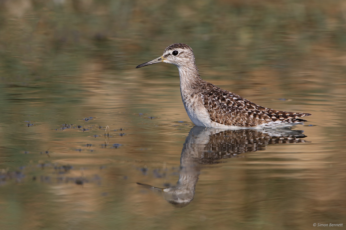 Wood Sandpiper