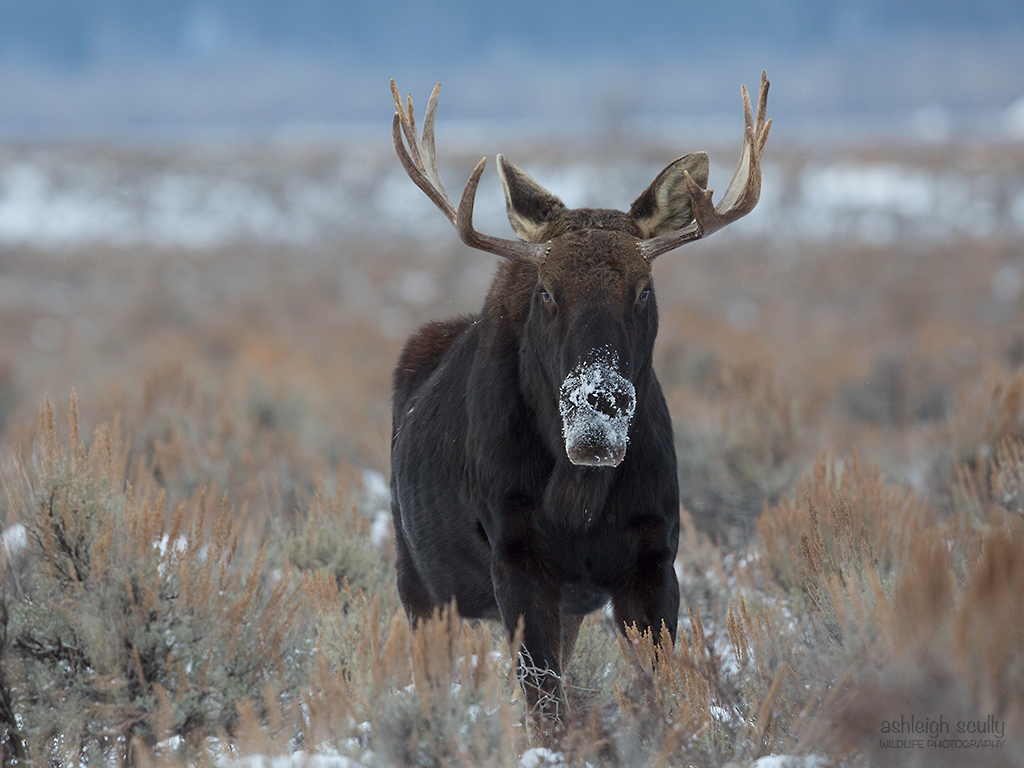 Frosty The Moose