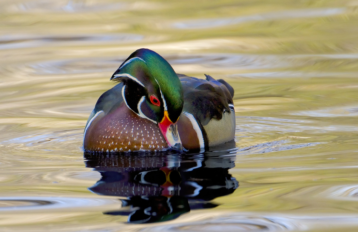 On Golden Pond
