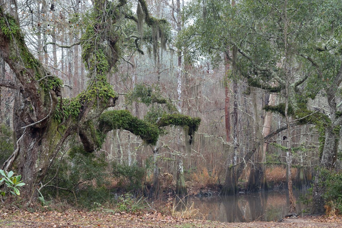 La bayou scene #1