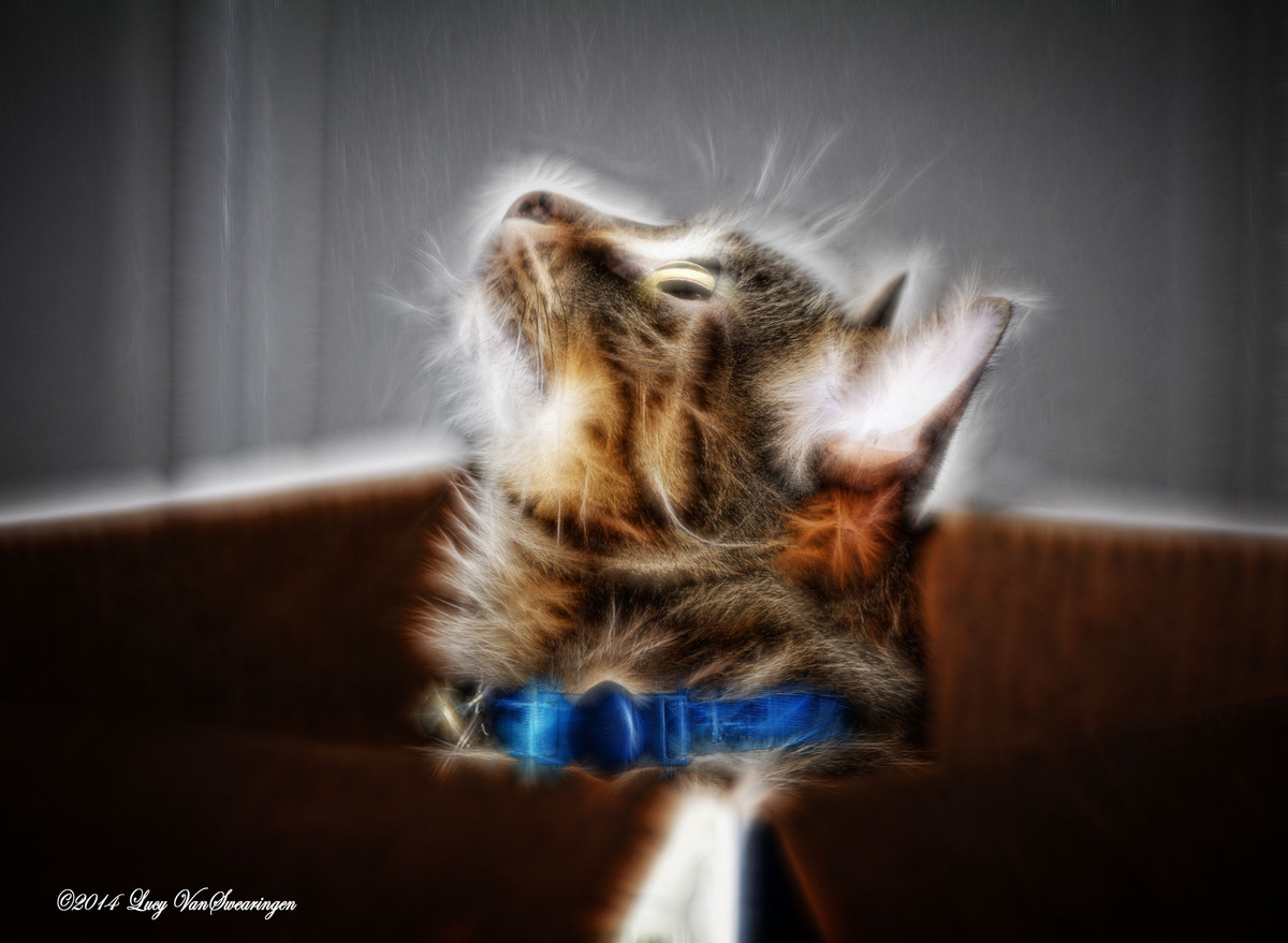 Cat In The Box