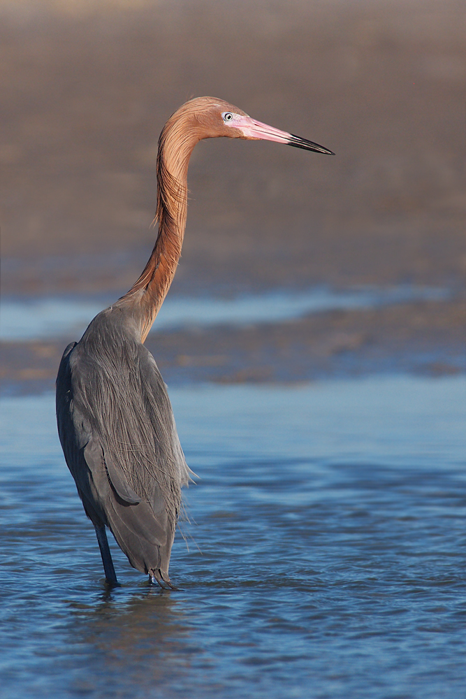 Reddish Egret #1