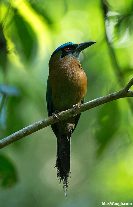 Blue-Crowned Motmot