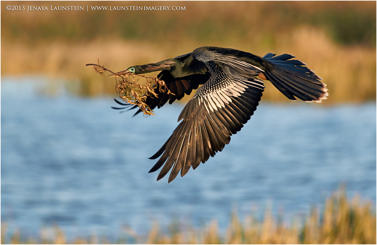 Nesting Time
