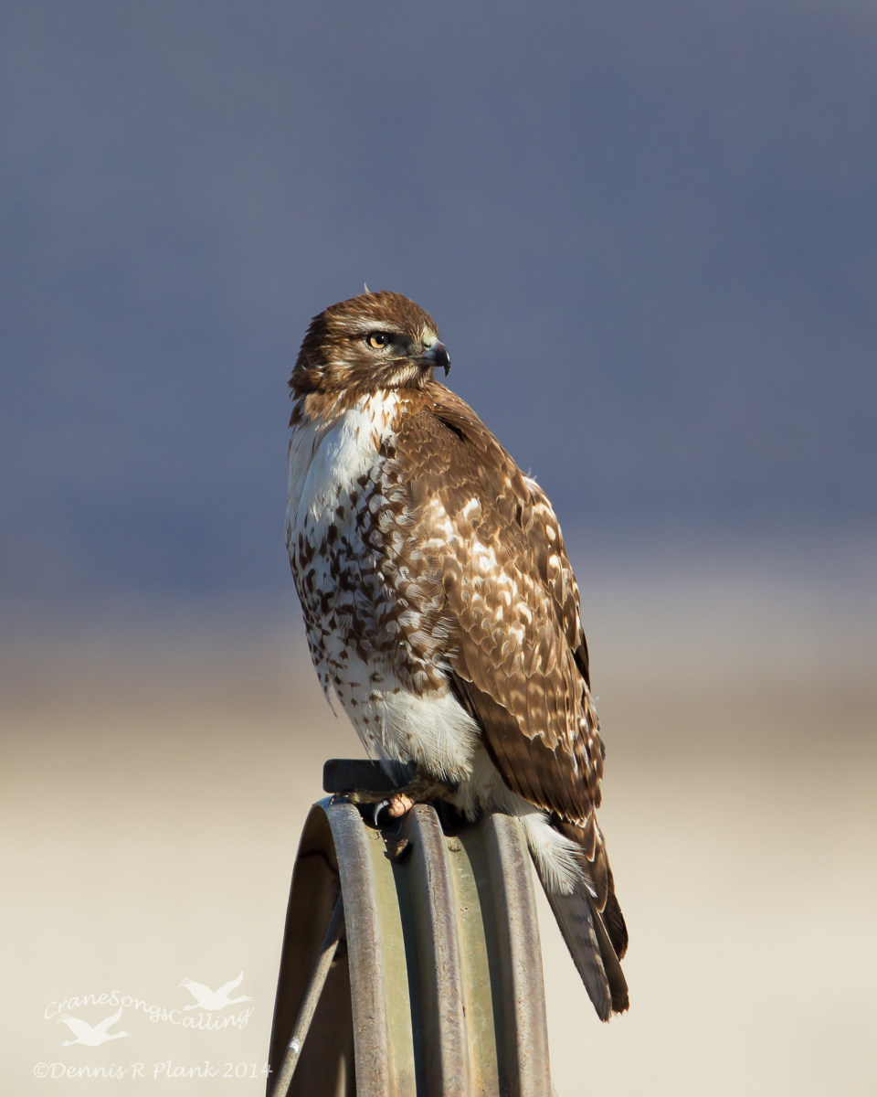 Red-tailed Hawk-I think