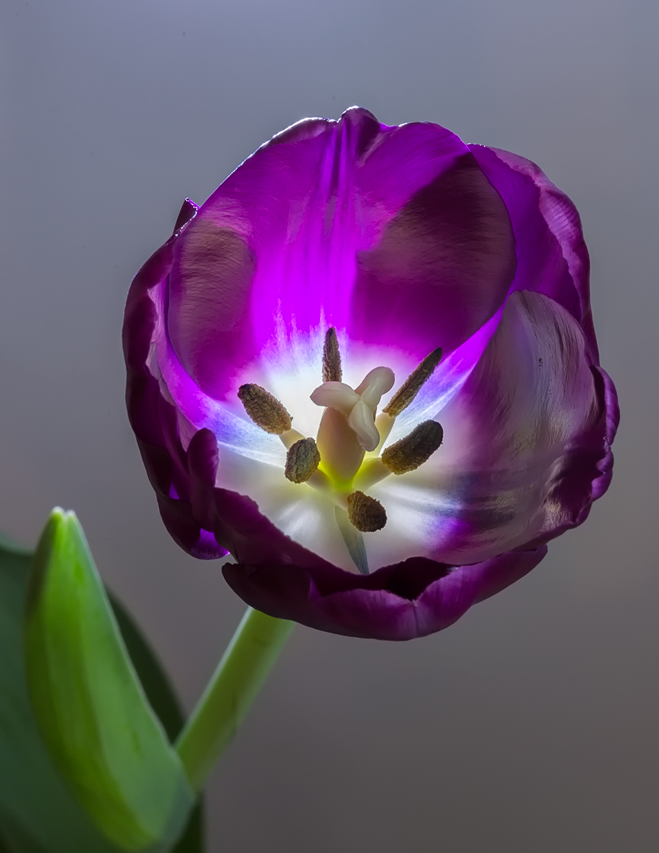 Tulip