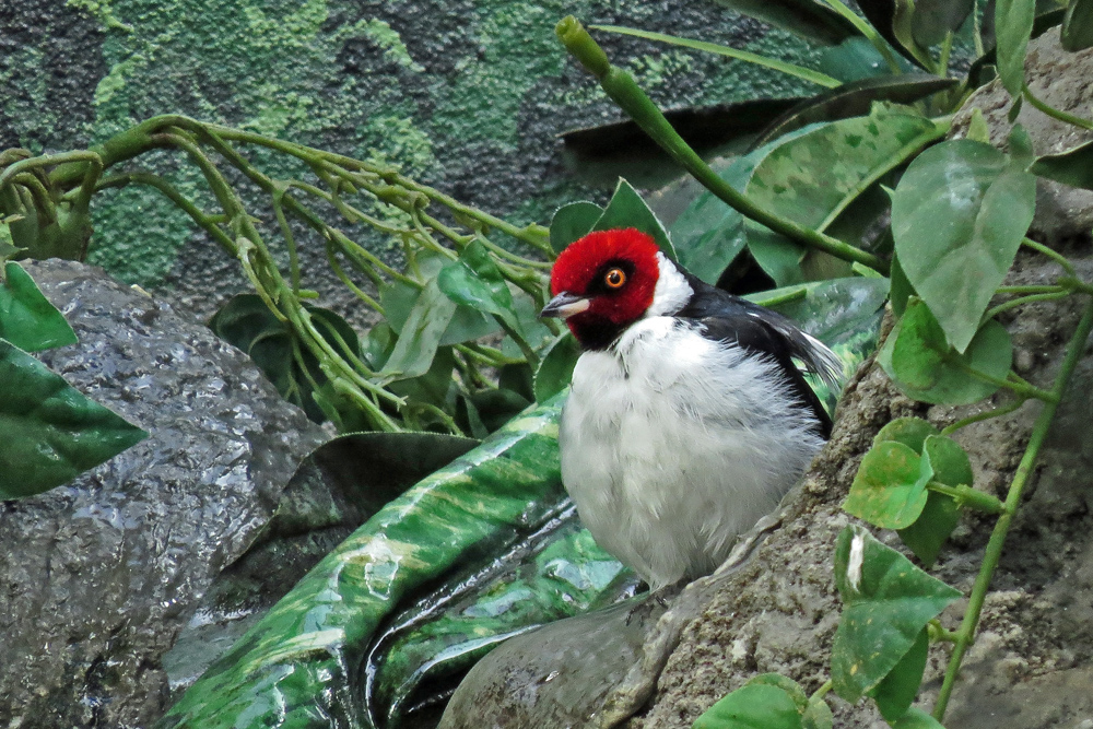 Red capped cardinal
