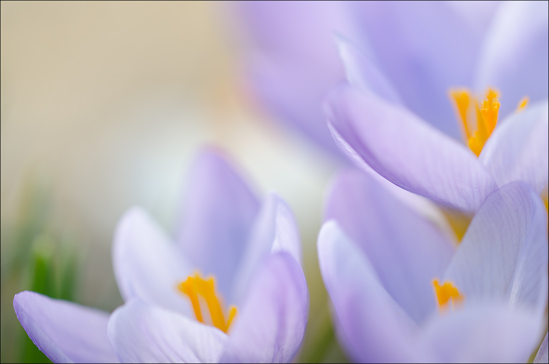 Crocus 1