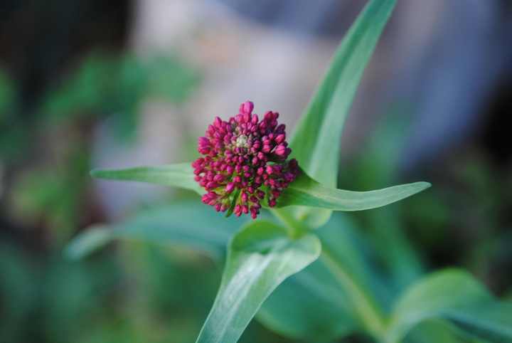 Red Flower!